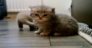 British Shorthair cats - Advert 3