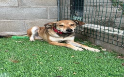 Mixed Breed dogs for adoption: Meet Barney, currently residing in Cheshire  in Nantwich - Image 11