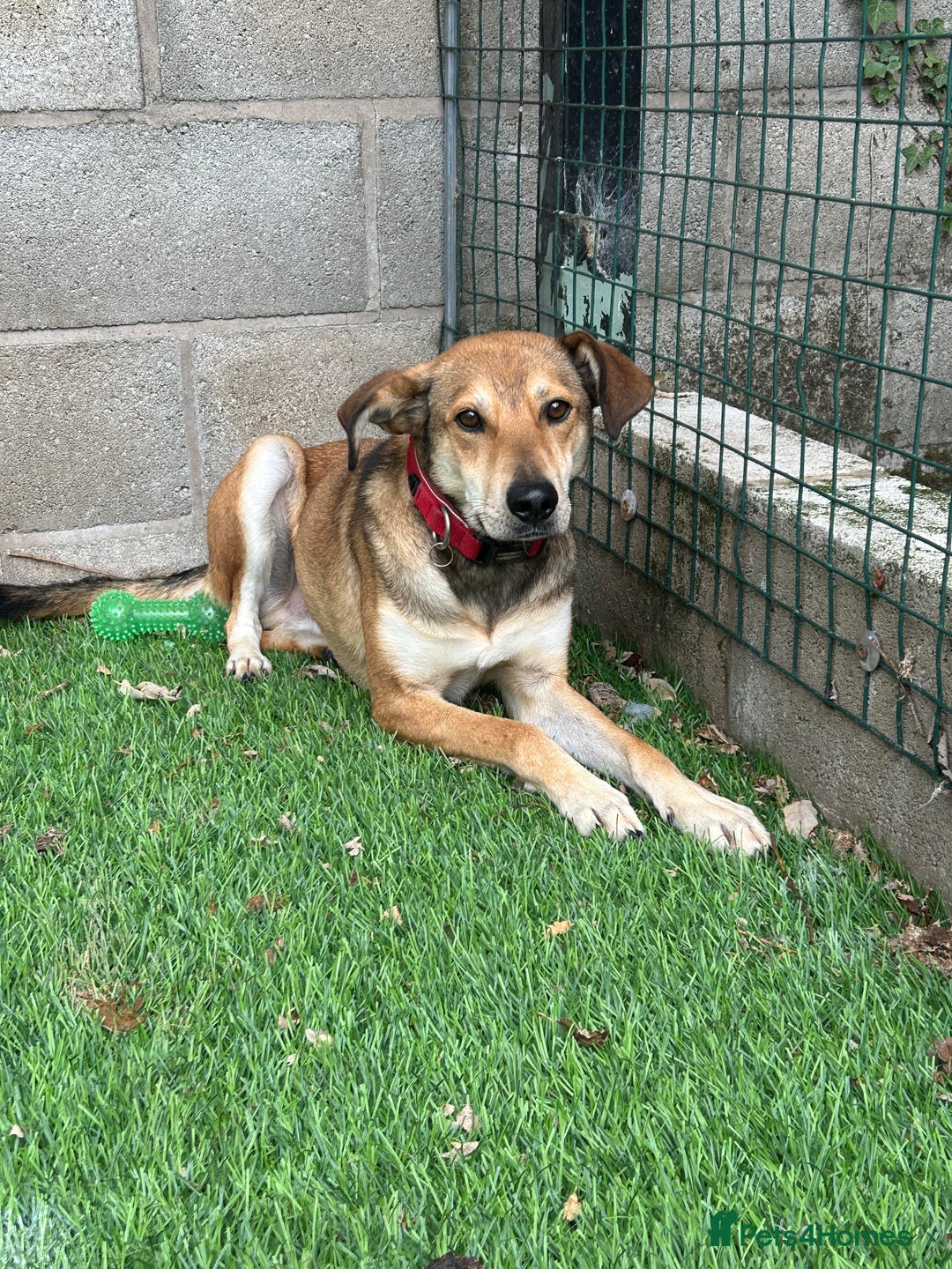 Mixed Breed dogs for adoption: Meet Barney, currently residing in Cheshire  in Nantwich - Image 11