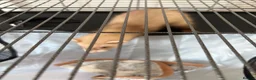 Ferret rodents for sale: Ferret  - Advert 2