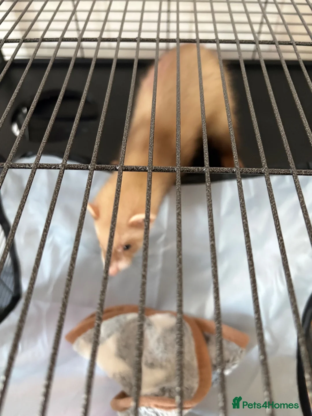 Ferret rodents for sale: Ferret  - Advert 2