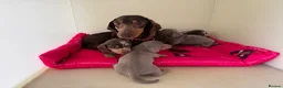 Miniature Dachshund dogs for sale: Rainbow Litter of Dachdhund Babies - Advert 7
