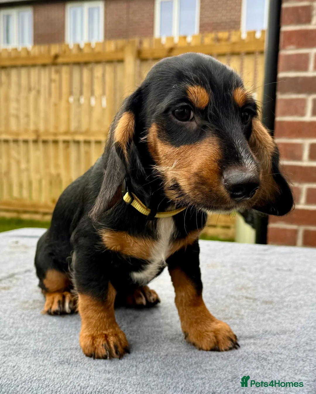 Dachshund dogs for sale: Dachshund puppies standard, wired-haired & smooth - Advert 34