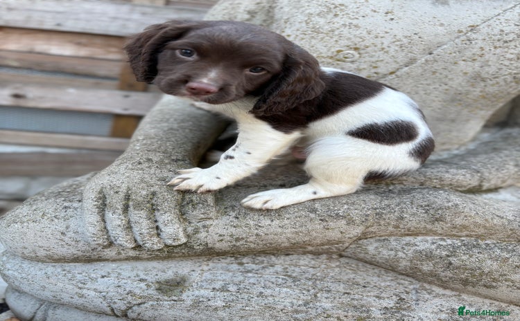 English Springer Spaniel dogs - Advert 7