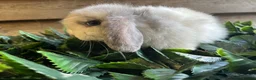 Mini Lop rabbits for sale: Gorgeous pure Mini lops  - Advert 20