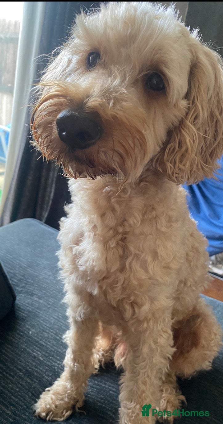 Cockapoo dogs Bentley Age 5  - Advert 12