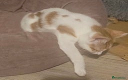 Domestic Shorthair cats for sale: Girl kitten  - Image 5