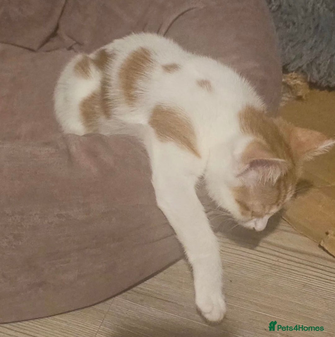 Domestic Shorthair cats for sale: Girl kitten  - Image 5