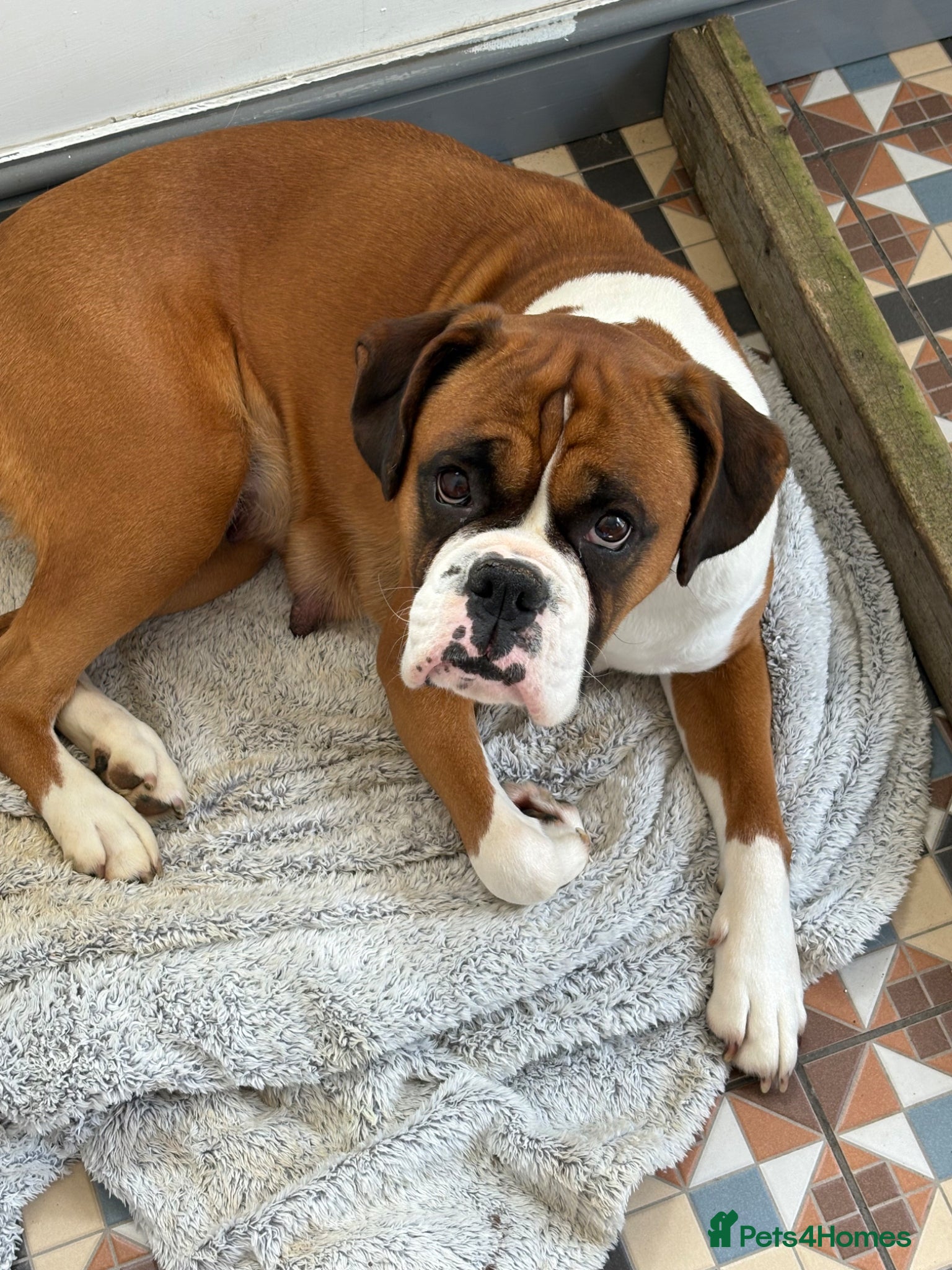 Boxer dogs Boxer pups for sale  - Advert 2