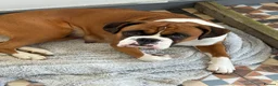 Boxer dogs for sale: Boxer pups for sale  - Advert 1