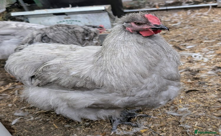 Chickens poultry - Advert 6