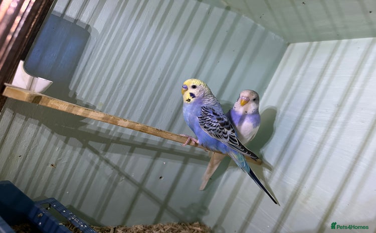 Budgerigars birds - Advert 4
