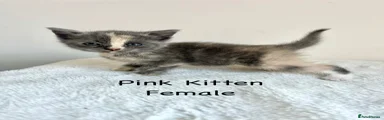 Pink - British Shorthair Cross Kitten