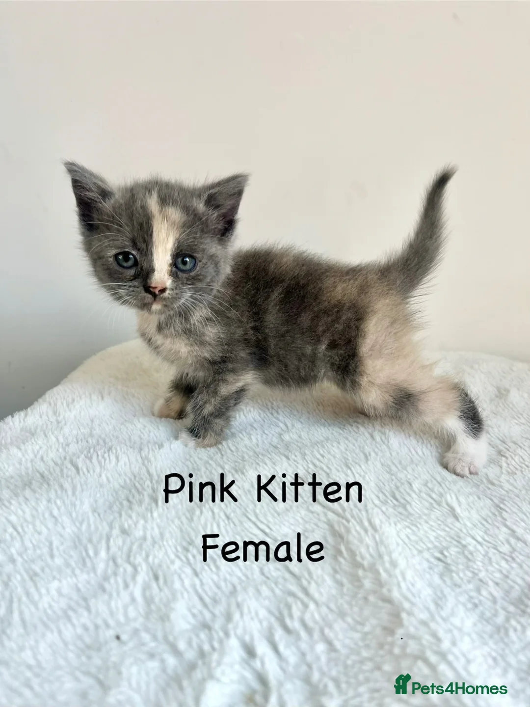 British Shorthair cats for sale: British Shorthair Cross Kittens  - Advert 17