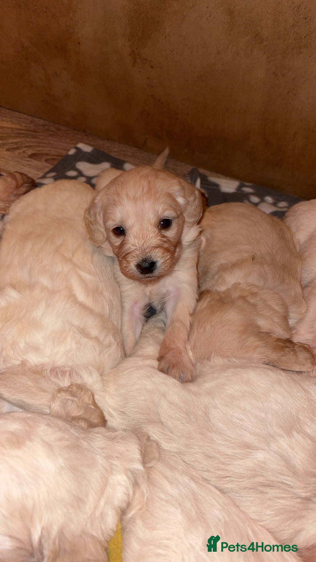 Mini Goldendoodle dogs for sale: 10 beautiful Miniature F1 GoldenDoodle puppies - Advert 21