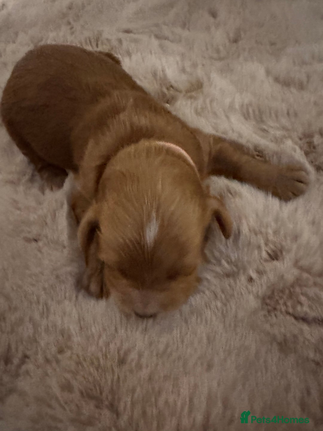 Cockapoo dogs for sale:  F1b Miniature Cockapoo Puppies fox red colour  - Advert 15