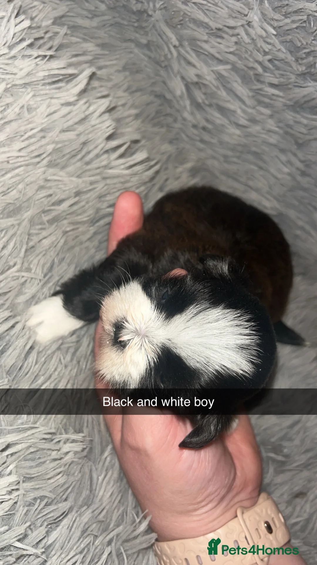 Shih Tzu dogs for sale: Shih Tzu puppies for sale  - Advert 17