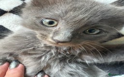 Persian cats for sale: Persian x ragdoll kittens all boys  - Image 1