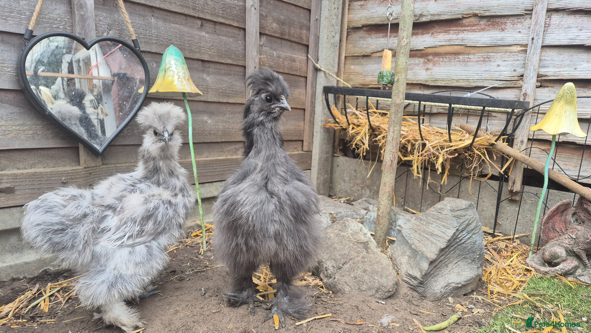 Chickens poultry Dark Grey 11 week old Silkie chick - Advert 1