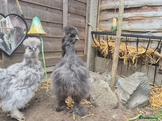 Chickens poultry Dark Grey 11 week old Silkie chick - Advert 1