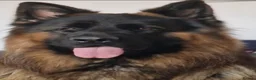 German Shepherd dogs for sale: Stunning Pedigree German Shepherd Puppies - Advert 11