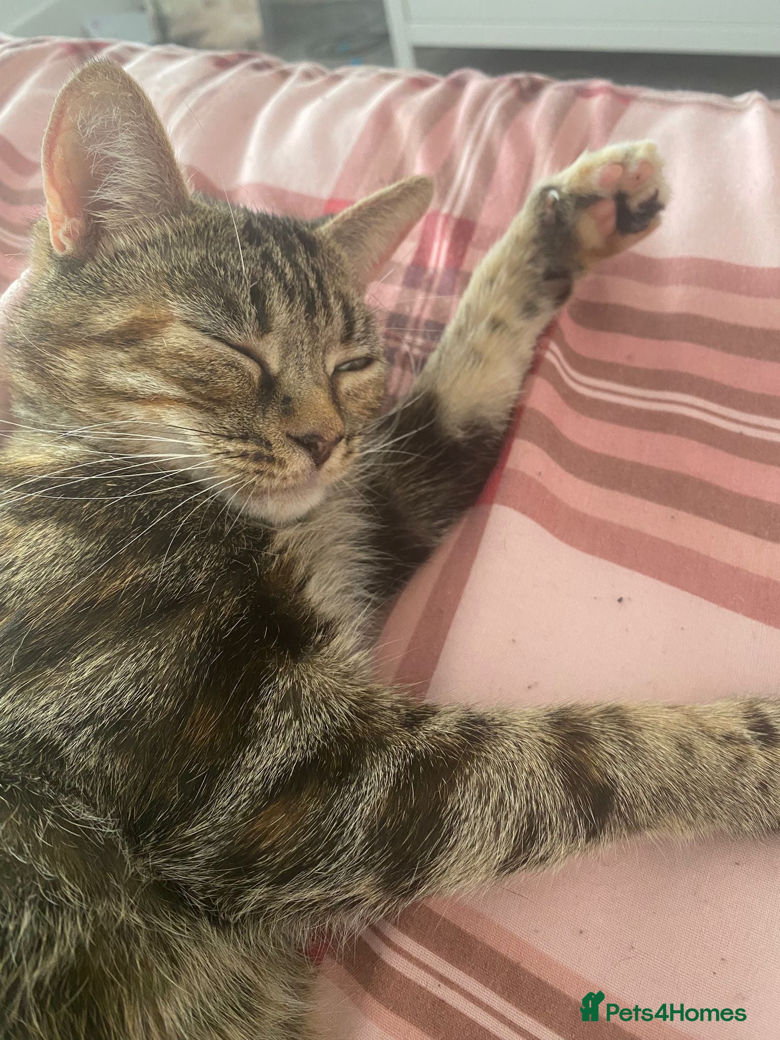 Domestic Shorthair cats Kitty, 1 year old female neutered  - Advert 5