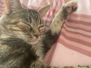 Domestic Shorthair cats Kitty, 1 year old female neutered - Advert 5