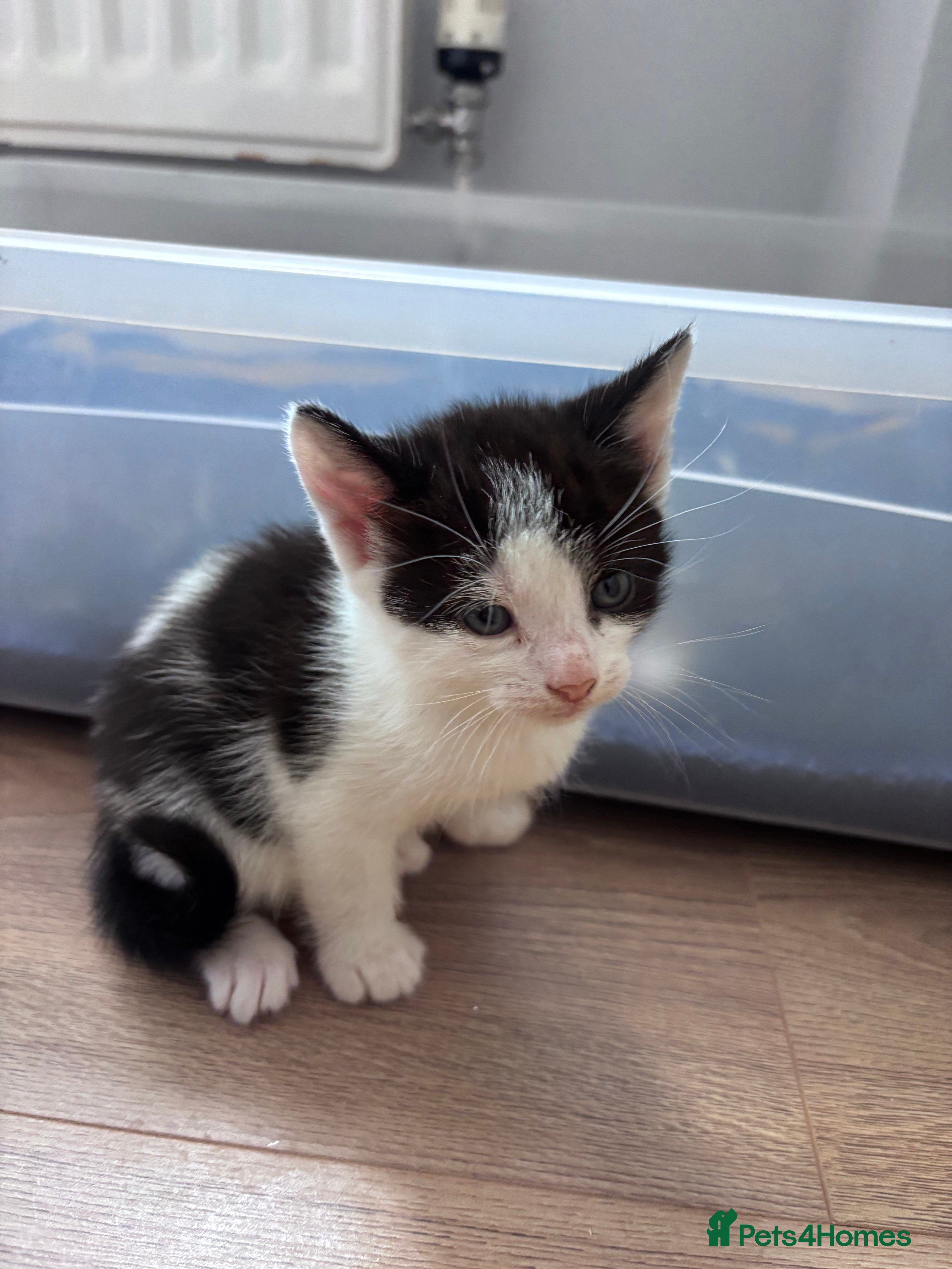 Mixed Breed cats for sale: Tabby kittens & black & white kittens  - Advert 3