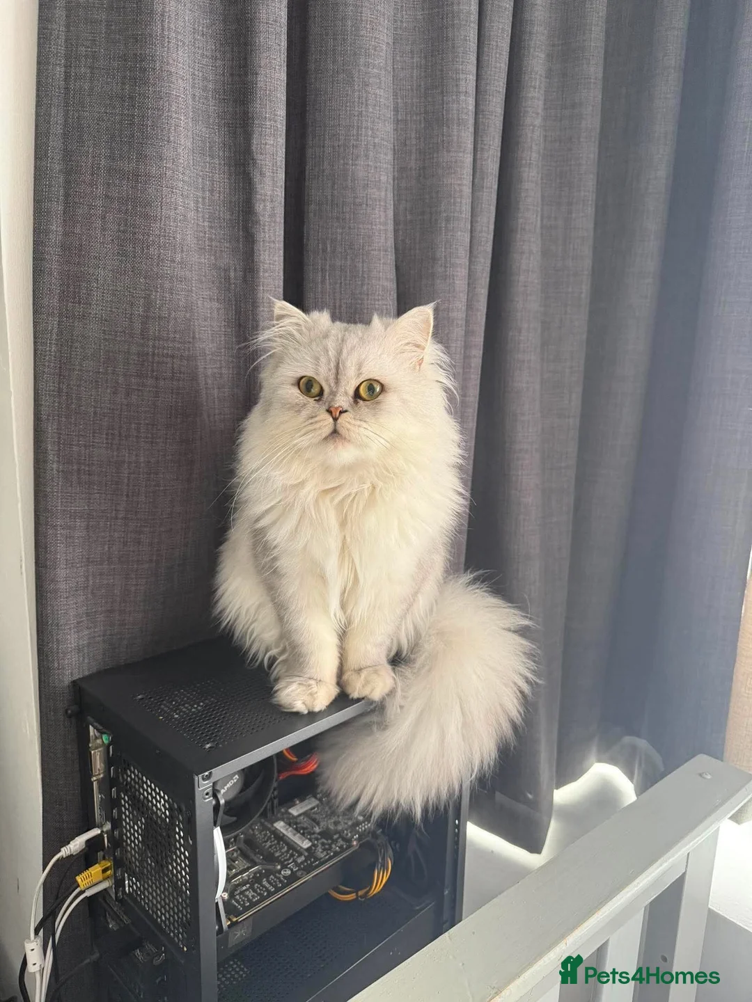 Ragdoll cats for stud: Full bred Persian Cat stud - Advert 3