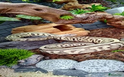 Python Snake reptiles for sale: 2 beautiful royal pythons  - Image 10