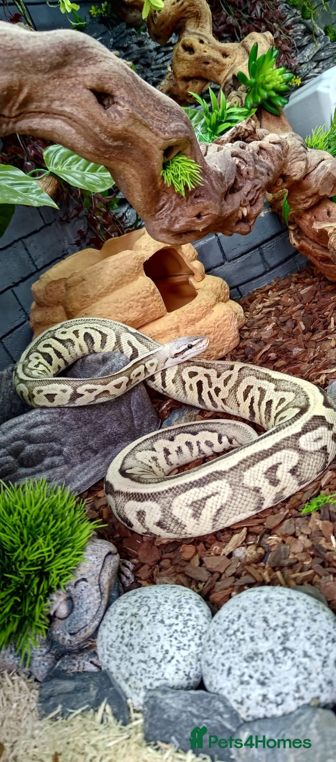 Python Snake reptiles for sale: 2 beautiful royal pythons  - Image 10