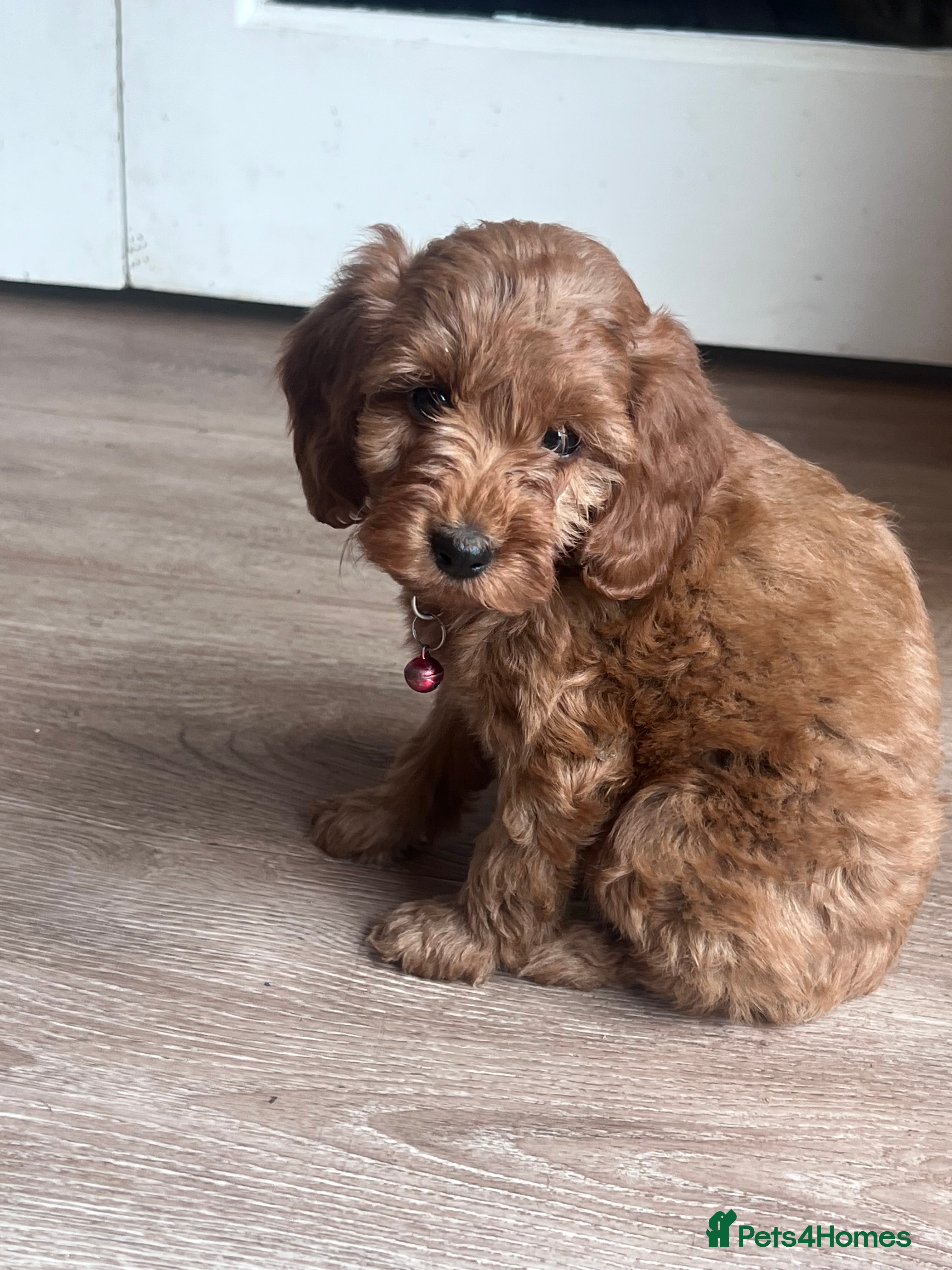 Cockapoo dogs A** Adorable Cockerpoo Puppies  - Advert 2