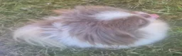 Pekingese dogs for stud: 💙 rkc proven lilac and white particoloured 💙 - Advert 5