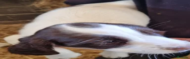 English Springer Spaniel 2