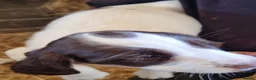 English Springer Spaniel dogs for sale:  Springer spaniels looking for their forever homes - Advert 10