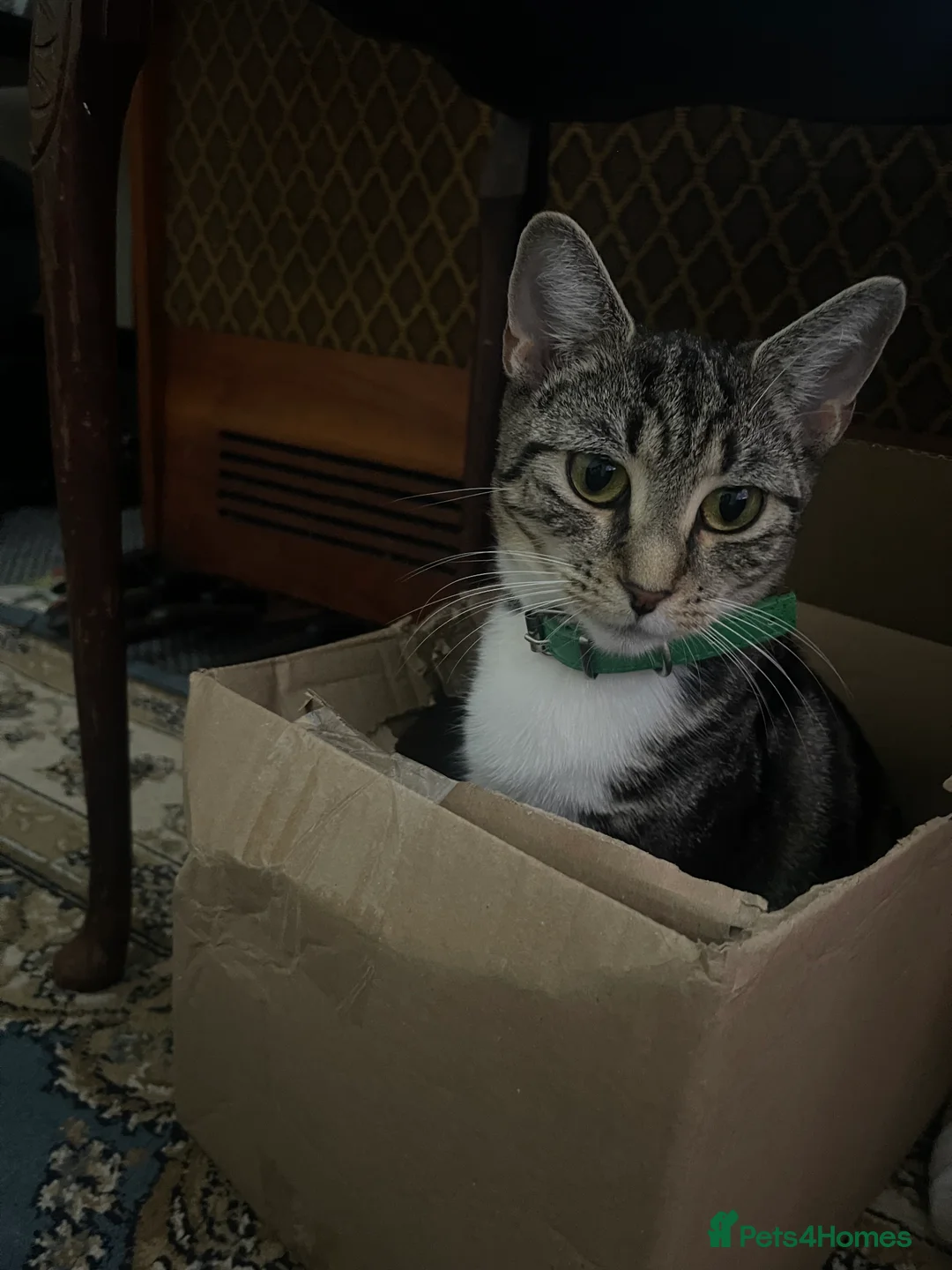 Mixed Breed cats for sale: Kittens looking for home  - Advert 12