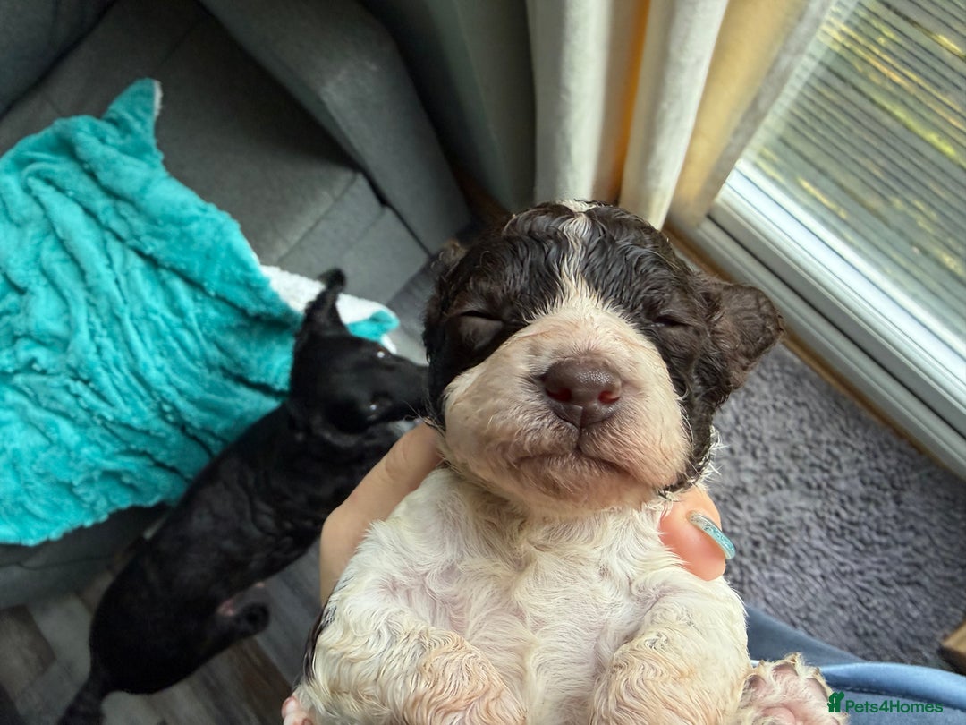 Cockapoo dogs for sale: Beautiful F2b Cockapoo Pups 1F roan available - Advert 24