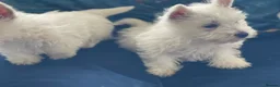 West Highland Terrier dogs for sale: Royal kennel club registered west highland white  - Advert 12