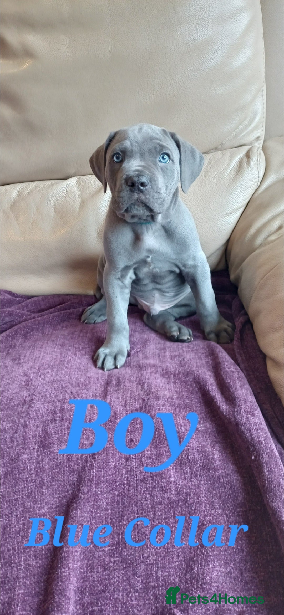 Cane Corso dogs for sale: Stunning 4th Generation Cane Corse Pups  - Advert 19