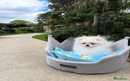 Pomeranian dogs for sale: Pomeranian Last Boy - Image 7