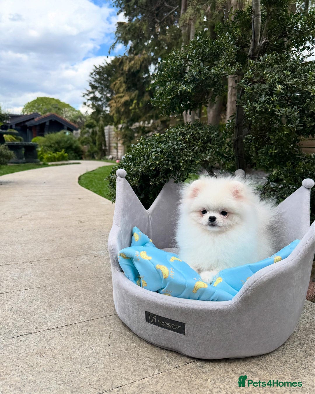 Pomeranian dogs for sale: Pomeranian Last Boy - Image 7