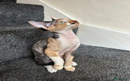 Sphynx cats for sale: 4 female canadian sphynx looking for home - Advert 8