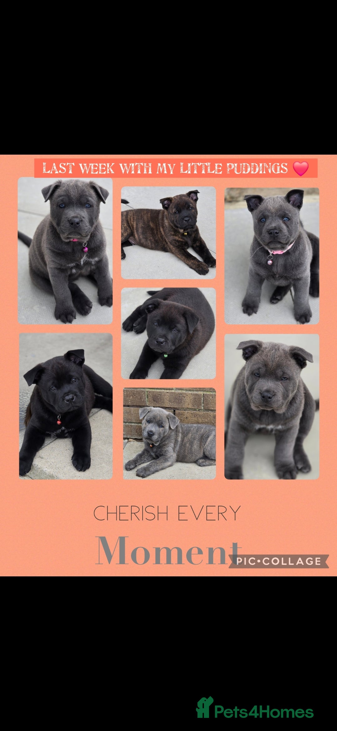 Mixed Breed dogs for sale: Chaffy puppies - Advert 11