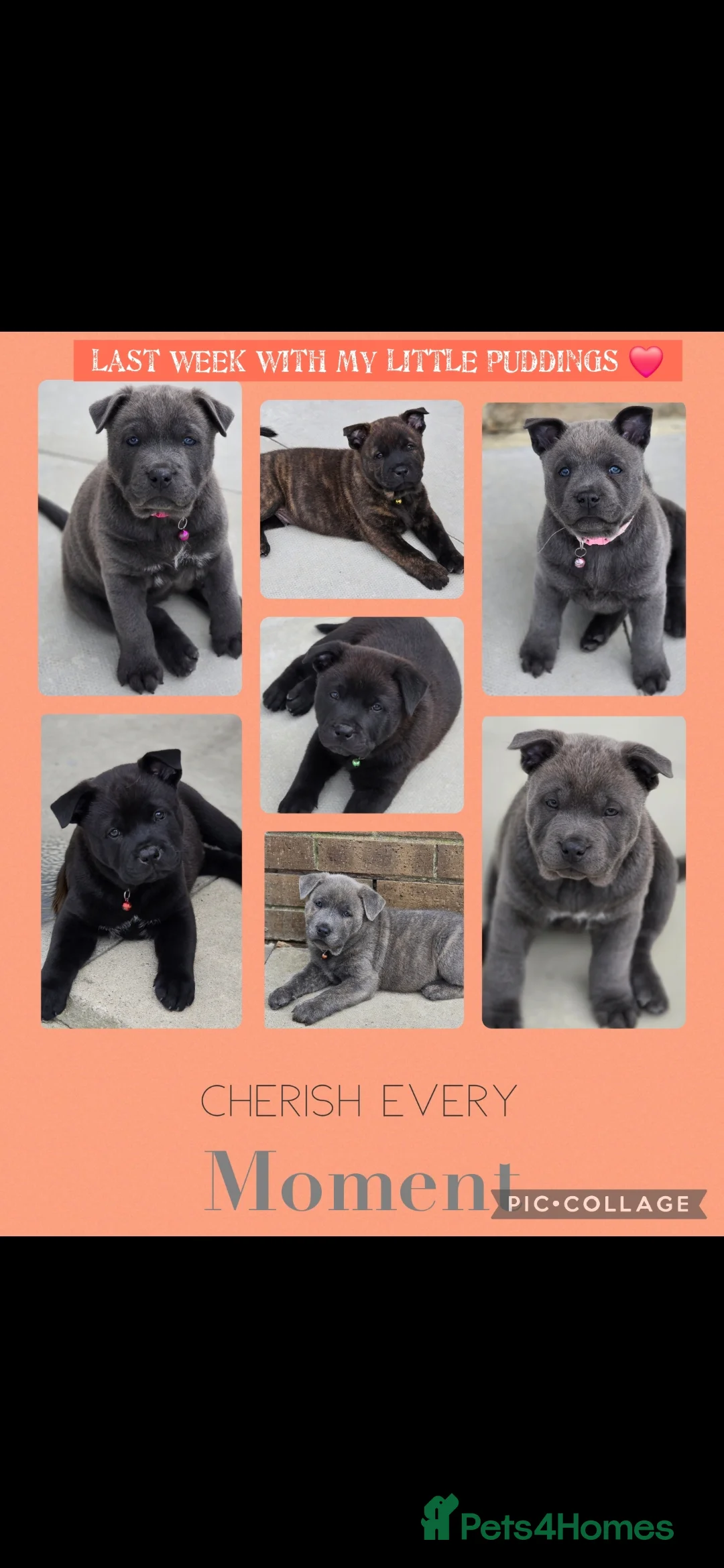 Mixed Breed dogs for sale: Chaffy puppies - Advert 12