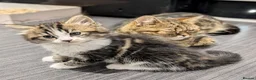 Mixed Breed cats for sale: Beautiful BSHxPersian kittens - Advert 11