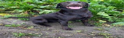 Labrador Retriever dogs for stud: Perfect 0/0 Hips + 0 Elbows Chocolate Labrador in York - Advert 3