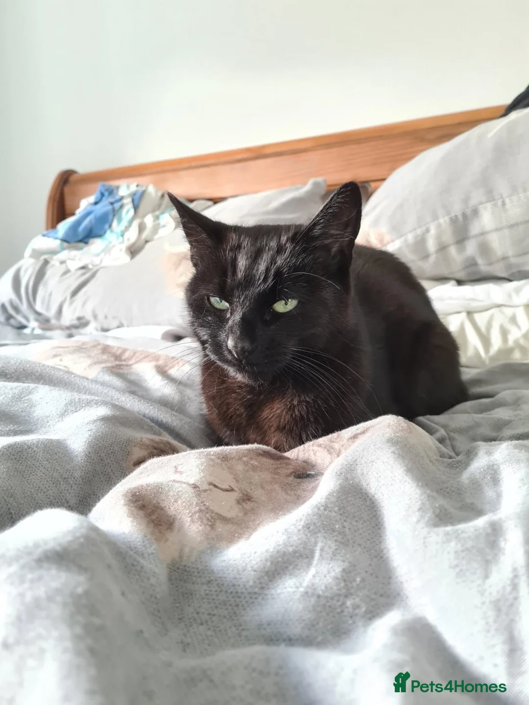 Bengal cats for sale: Bengal Cross Kittens in Larkhall - Advert 2