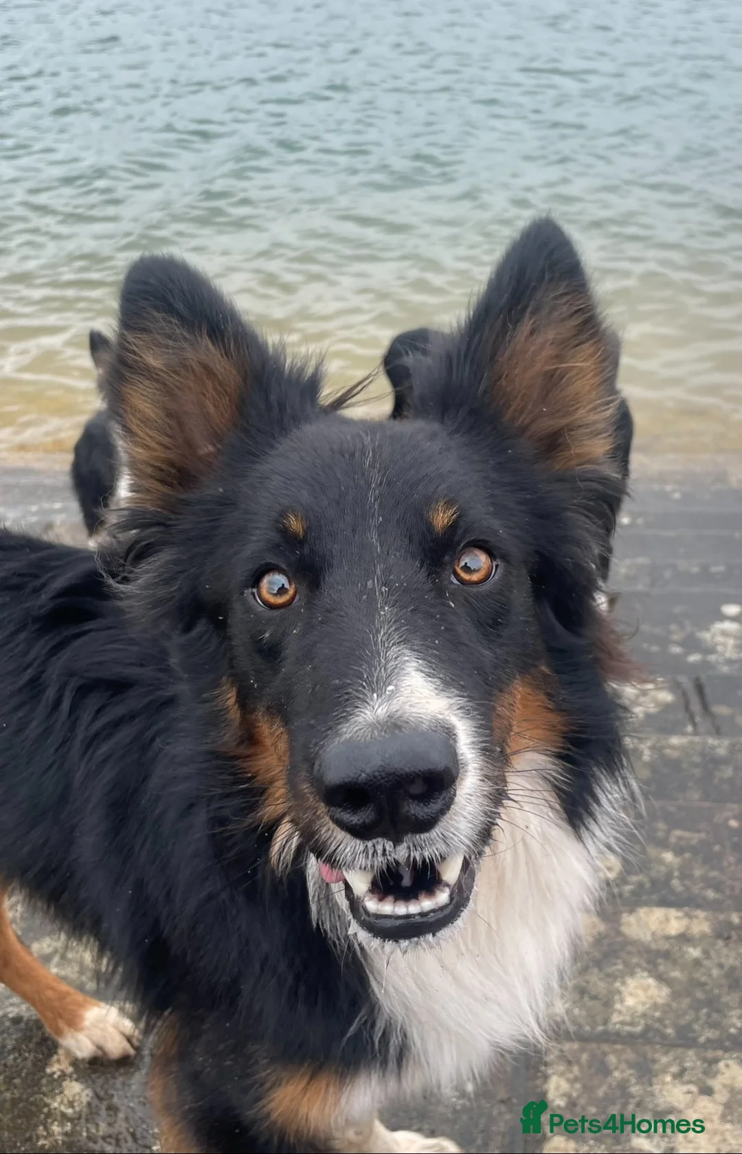 Border Collie dogs for sale: 2x Collie pups for sale in Cheddar - Advert 8