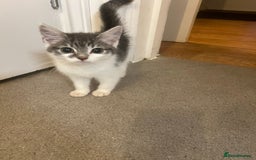 British Shorthair cats for sale: Cute Russian blue x British shorthair kittens  - Advert 9