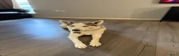 Siberian Husky dogs for sale: SKYE  in Manchester - Advert 4